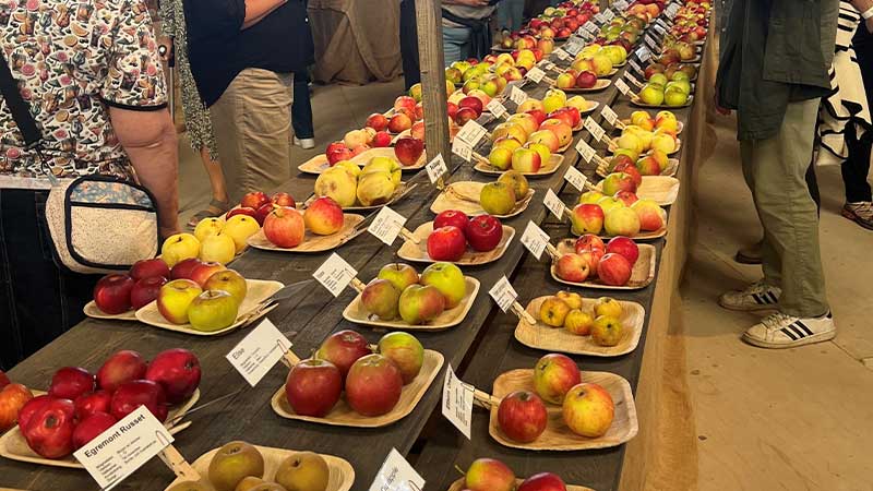 P� �ppelmarknaden i Kivik kan du hitta ditt favorit�pple bland alla sorter.