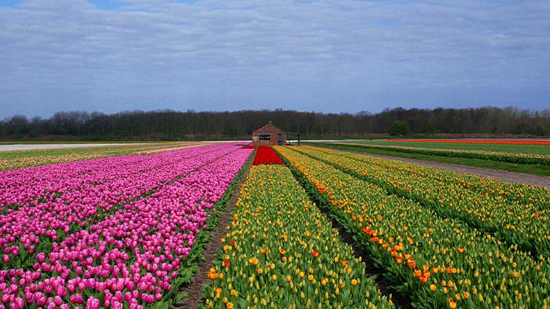 Vackra tulpanfält i Holland, ett populärt resmål för att uppleva Nederländernas tulpanodlingar