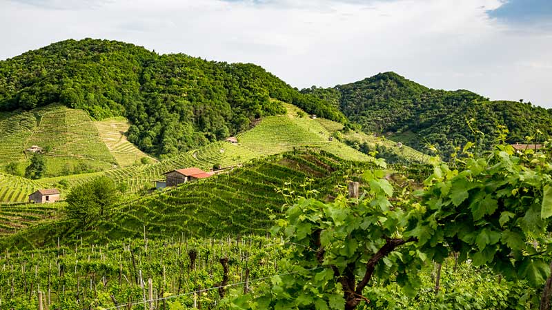 Grönskande vinodlingar i Italiens kulliga landskap med terrasserade vingårdar och små lantgårdar omgivna av frodiga skogar.