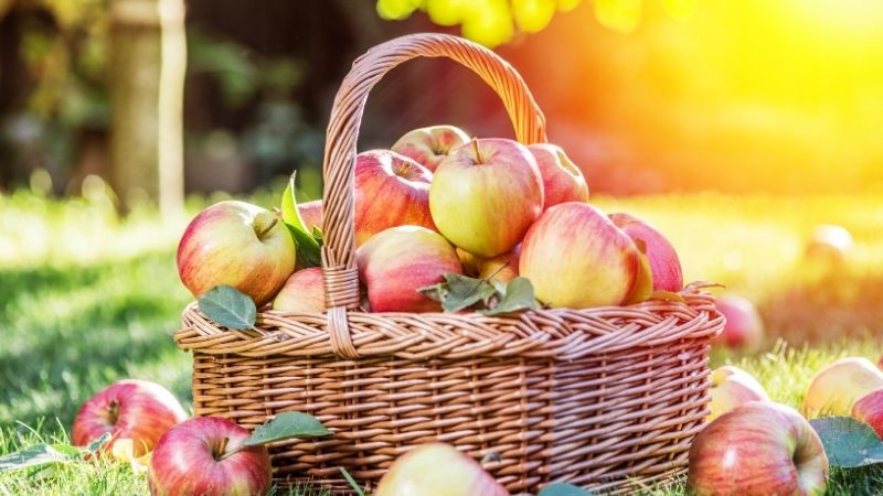 Korg fylld med nyplockade röda och gröna äpplen i solsken på Ölands Skördefest – höstens frukter i lantlig miljö på gräs.