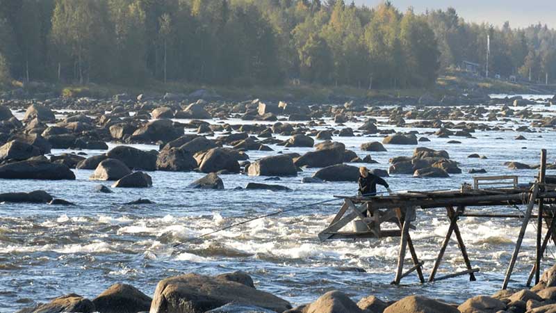 Kukkolaforsen  en mktig fors i Torne lv, knd fr hvfiske och unik kulturmilj med fiskebodar och vattendrivna kvarnar