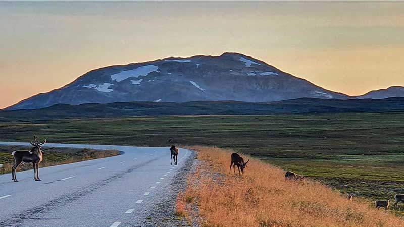 Stekenjokk  fjllvg genom Lappland dr renar strvar fritt. Upplev vildmarken, samisk kultur och spektakulra fjllvyer.