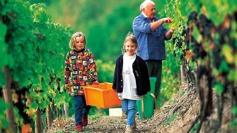 Skördetid i Rhendalen där rieslingen skördas