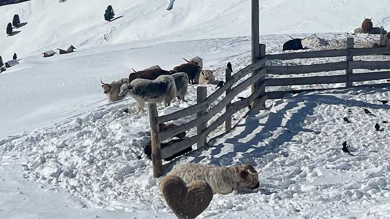 Yakar vid serveringen i backen i Dolomiterna italien.