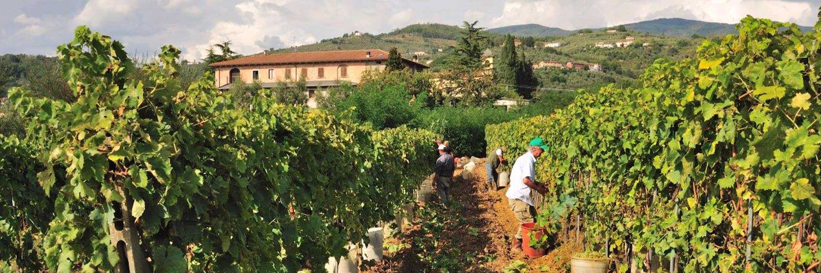 Vi besöker genuina vingårdar med passion för vin på våra bussresor till Italien, Toscana